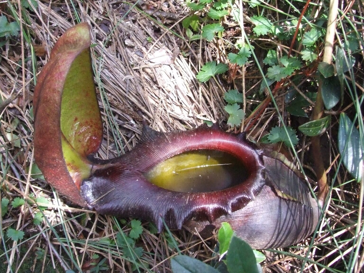 Old Raja Pitcher Scientific Names Matter in March Mammal Madness