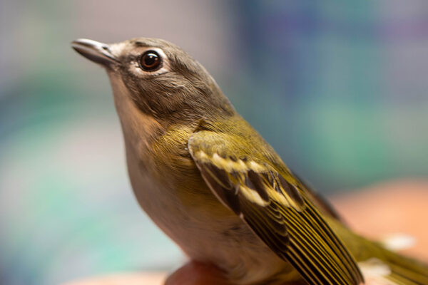A bird in the banding lab at PARC