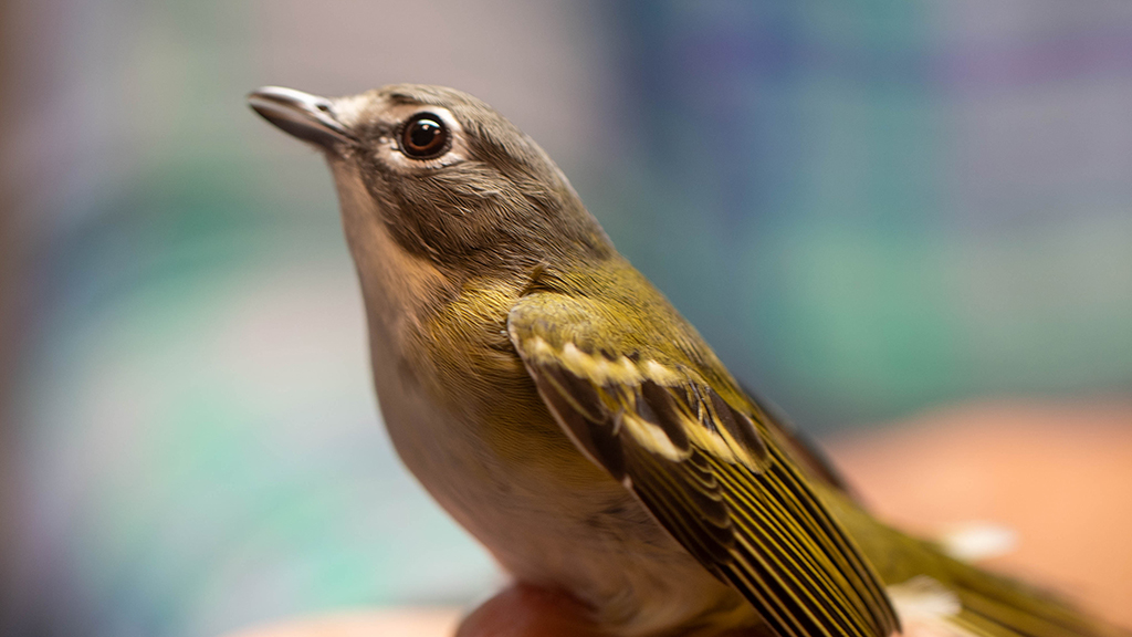 A bird in the banding lab at PARC