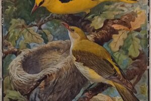 Celebrating Women in the Natural History Art Collection