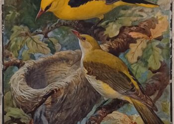 painting of golden orioles near their nest in a tree