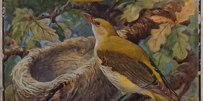 painting of golden orioles near their nest in a tree
