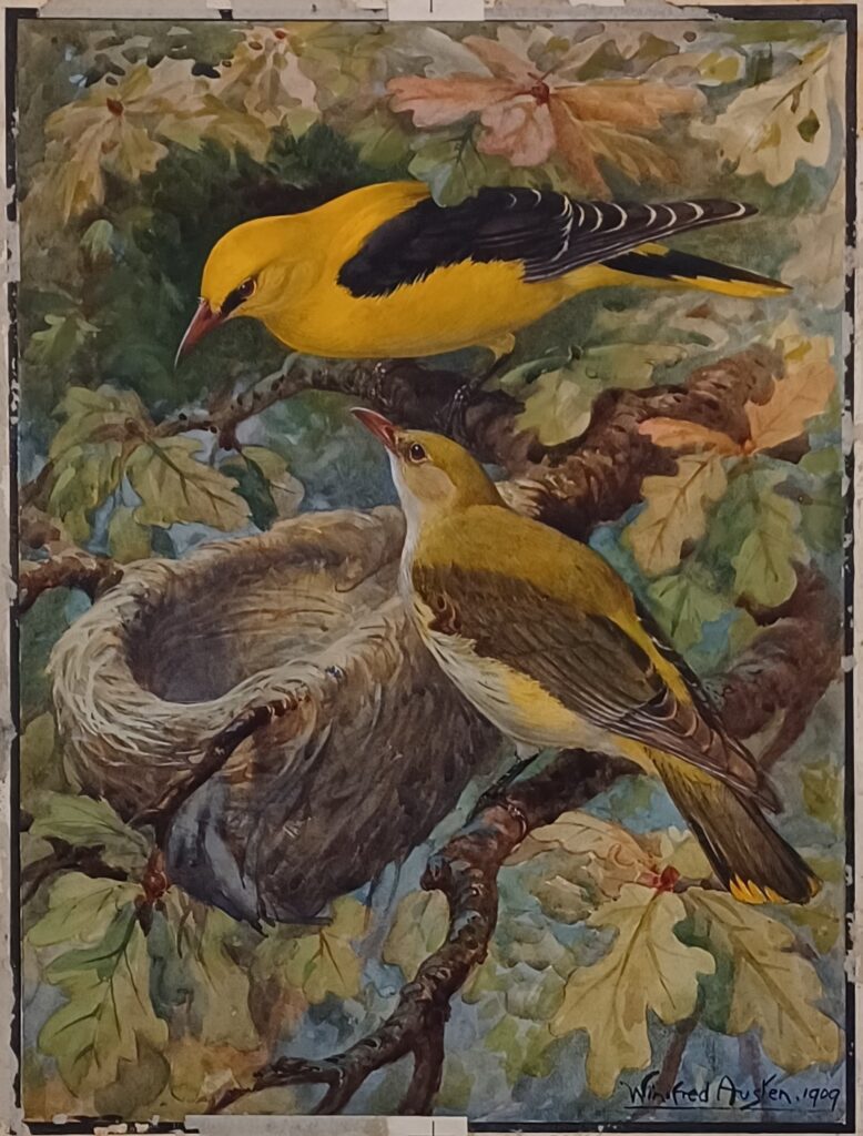 watercolor painting of two golden orioles near their nest in a tree