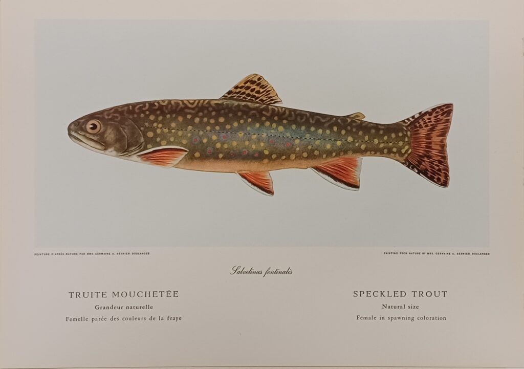 print of a speckled trout