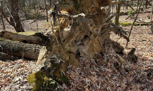 Snags, Logs, and the Importance of a Fallen Tree