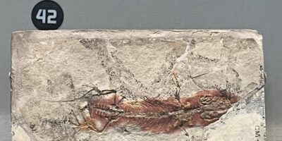 gekkoan fossil