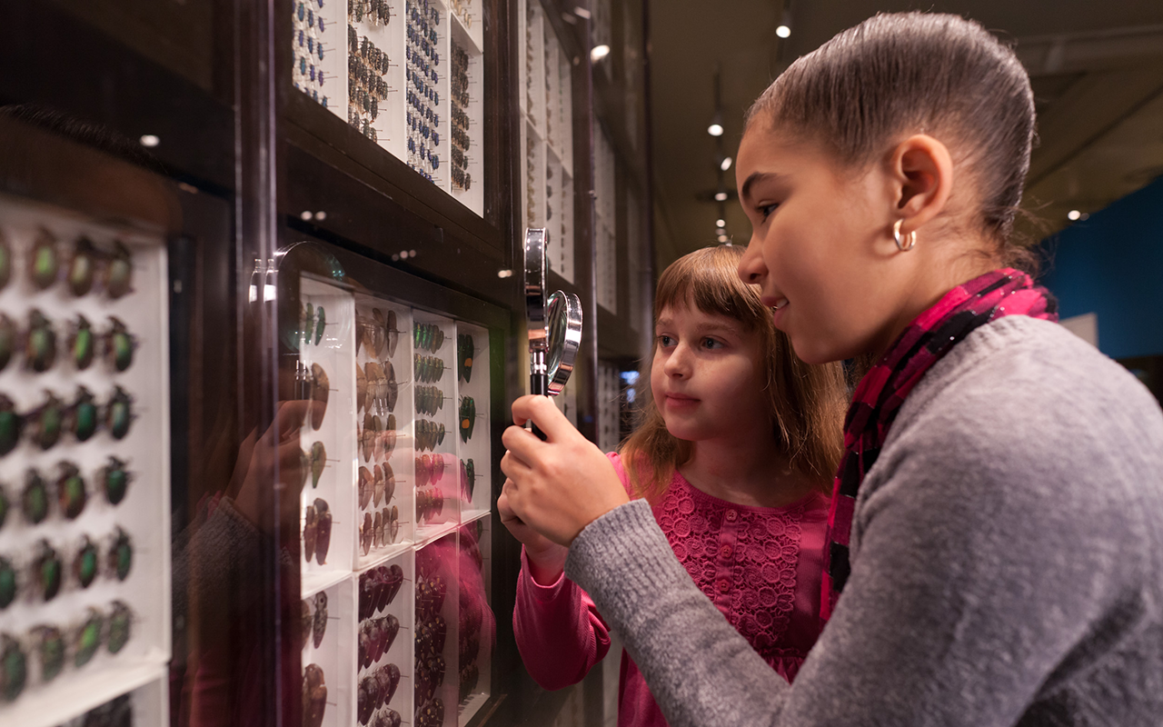 Two children inspect an insect display