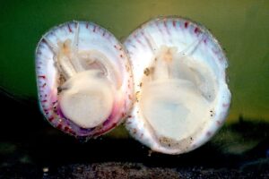 Slipper Snails Slide Between Sexes in Stacks