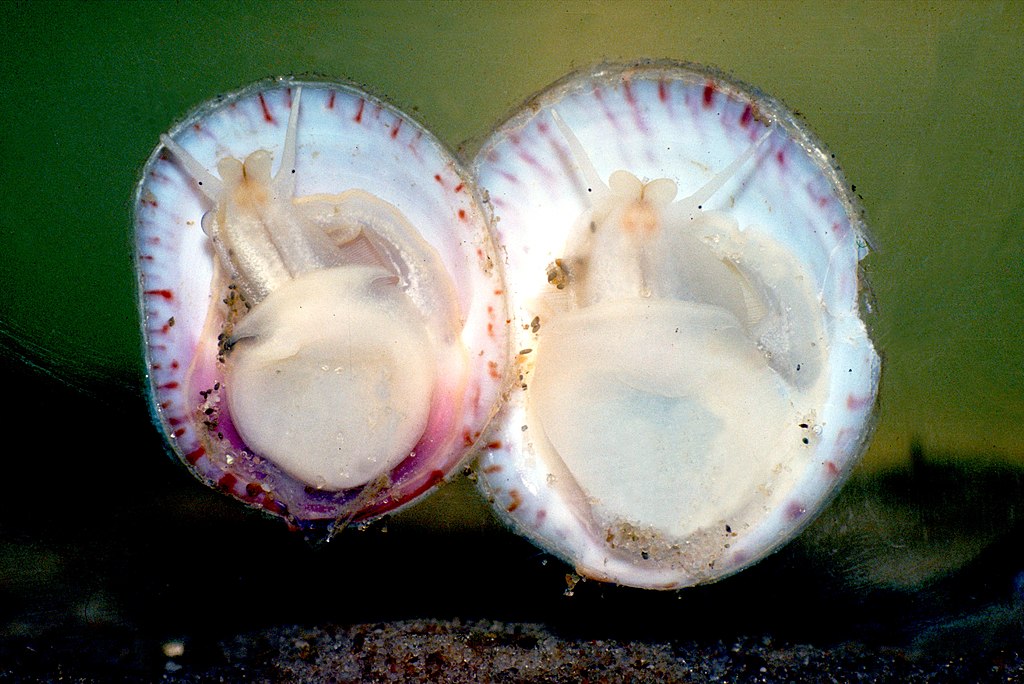 A pair of slipper snails seen from below.