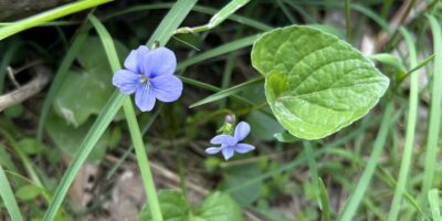 common blue violet