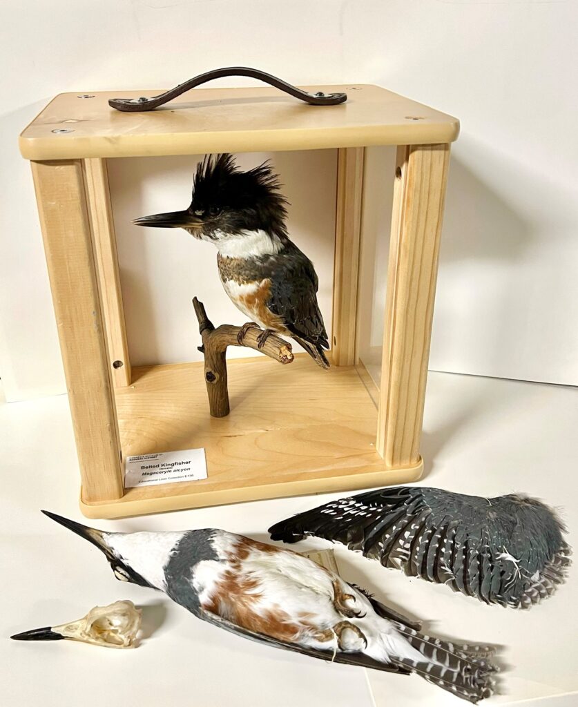 belted kingfisher taxidermy mount study skin, wing, and skull