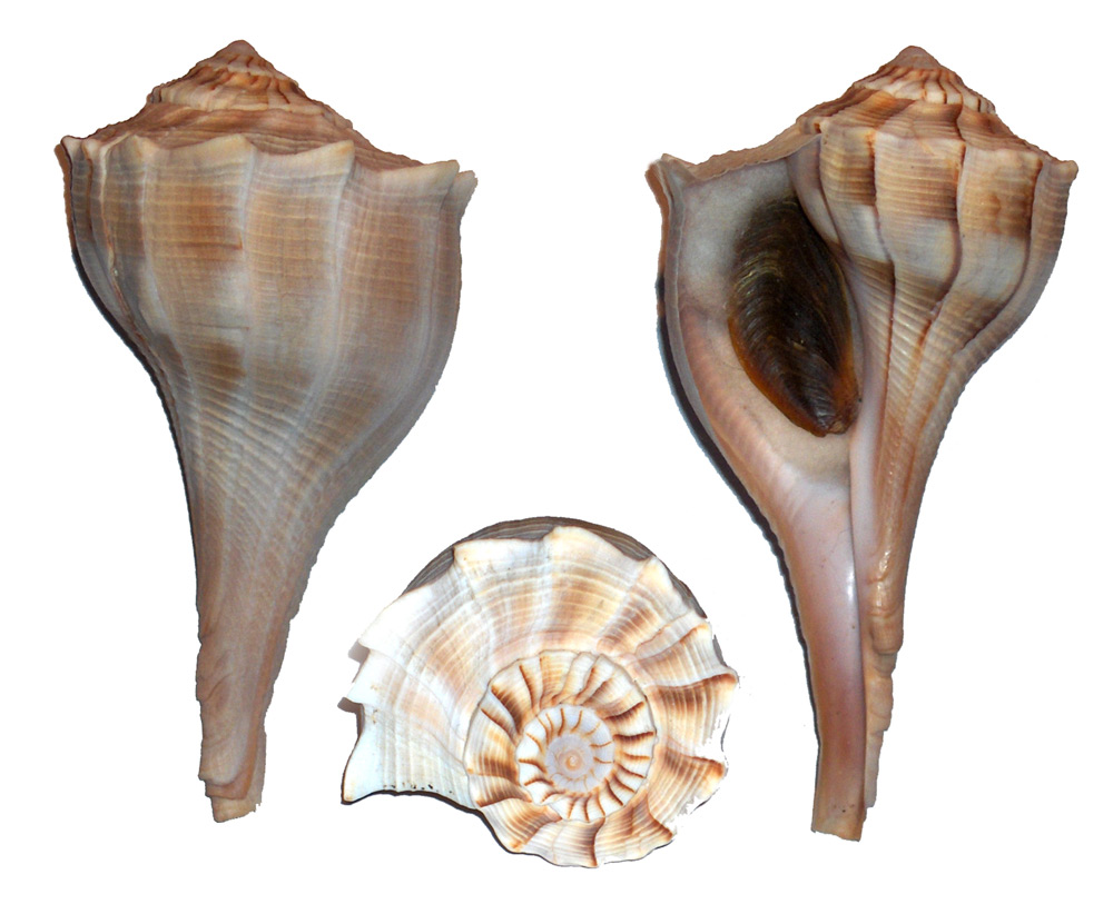 three view of a lightning whelk