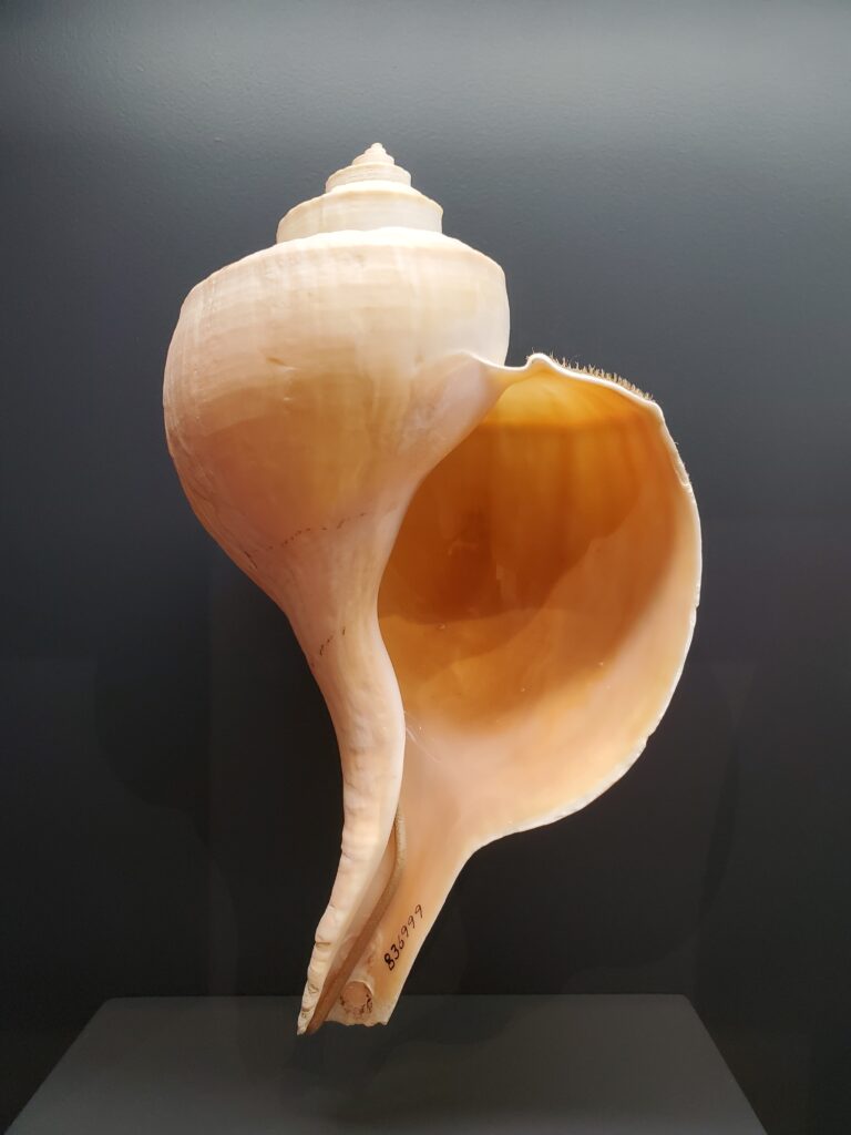 channeled whelk