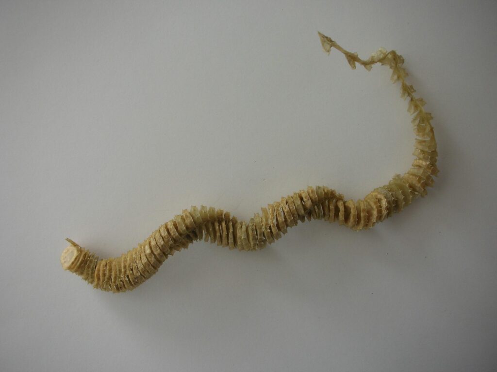 knobbed whelk egg case