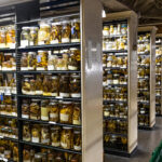 shelves of specimens preserved in glass jars