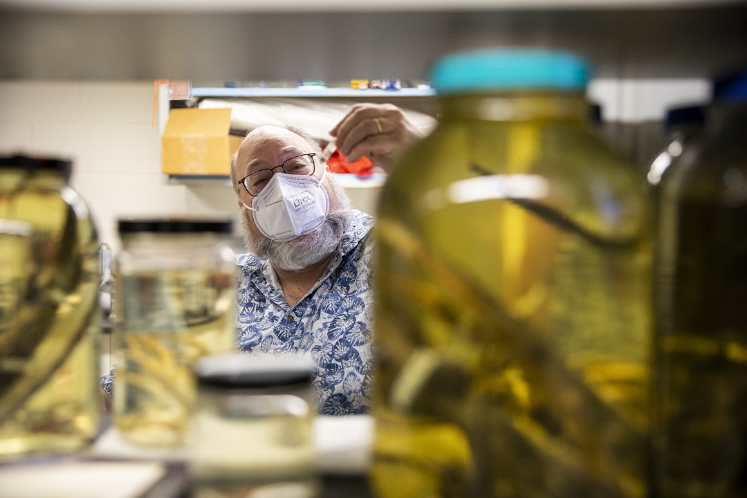 Aaron Bauer, Villanova biology professor, poses for a portrait inside his lab at the Mendel Hall at Villanova University in Villanova, Pa., on Tuesday Feb. 8, 2022. Bauer has more than 233 species of reptiles that he has described and out 161 are geckos.