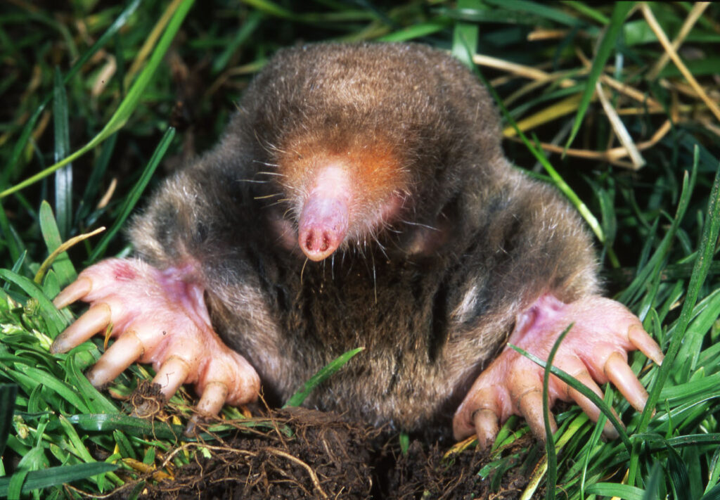 close-up of an eastern mole