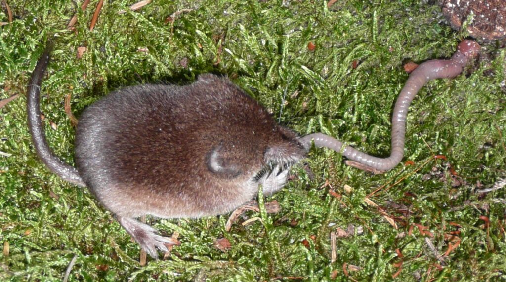 common shrew and a worm