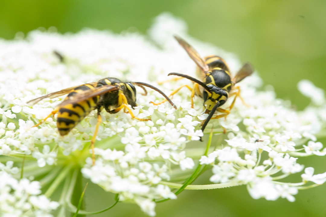 wasps resting atop a queen anne's lace flower