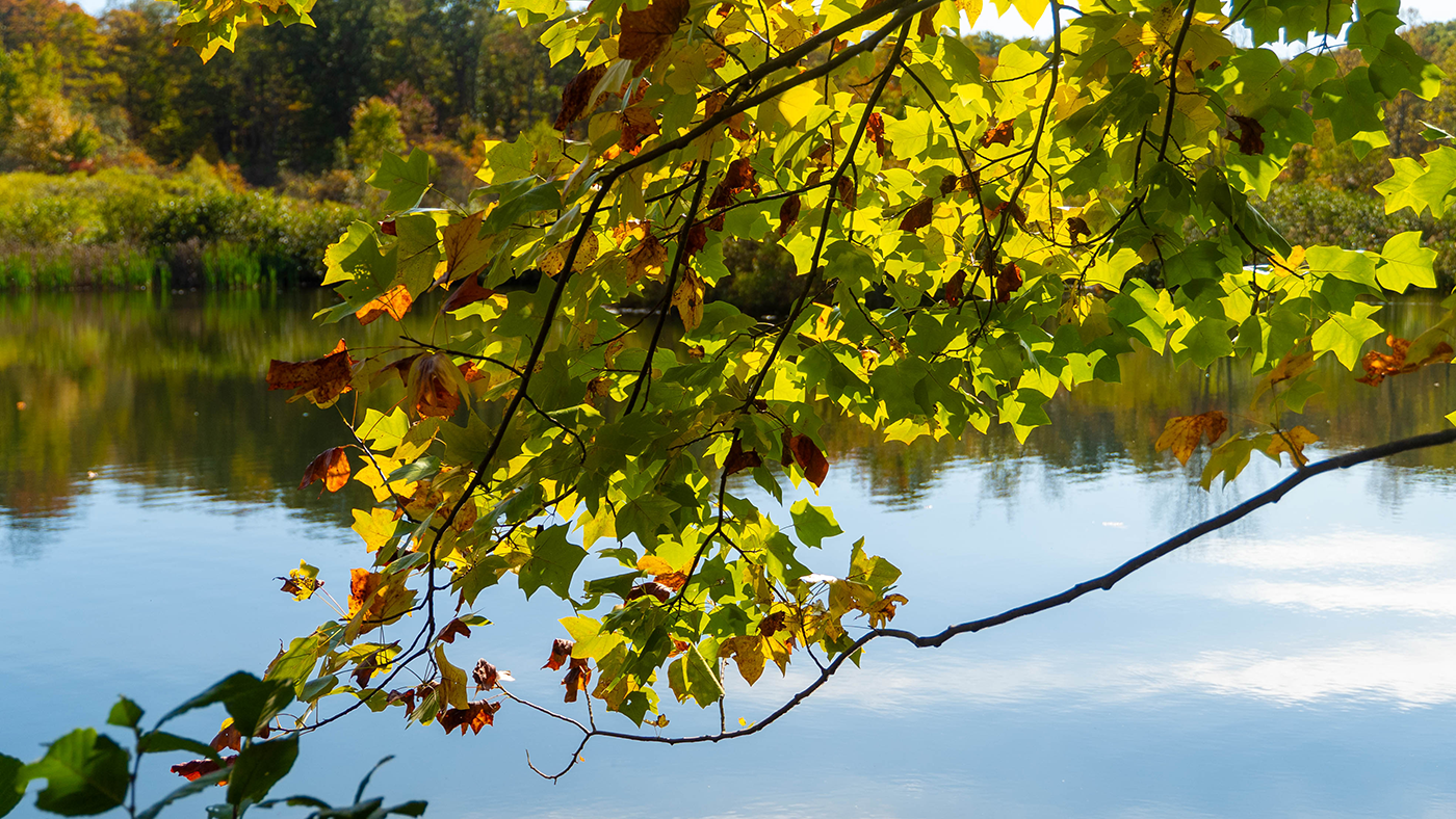 A tree branch overhangs a pond