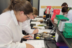 scientists studying bird specimen taxidermy