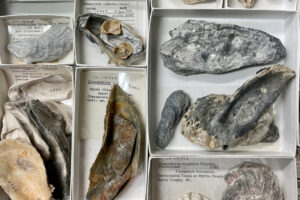 boxes of oyster specimens