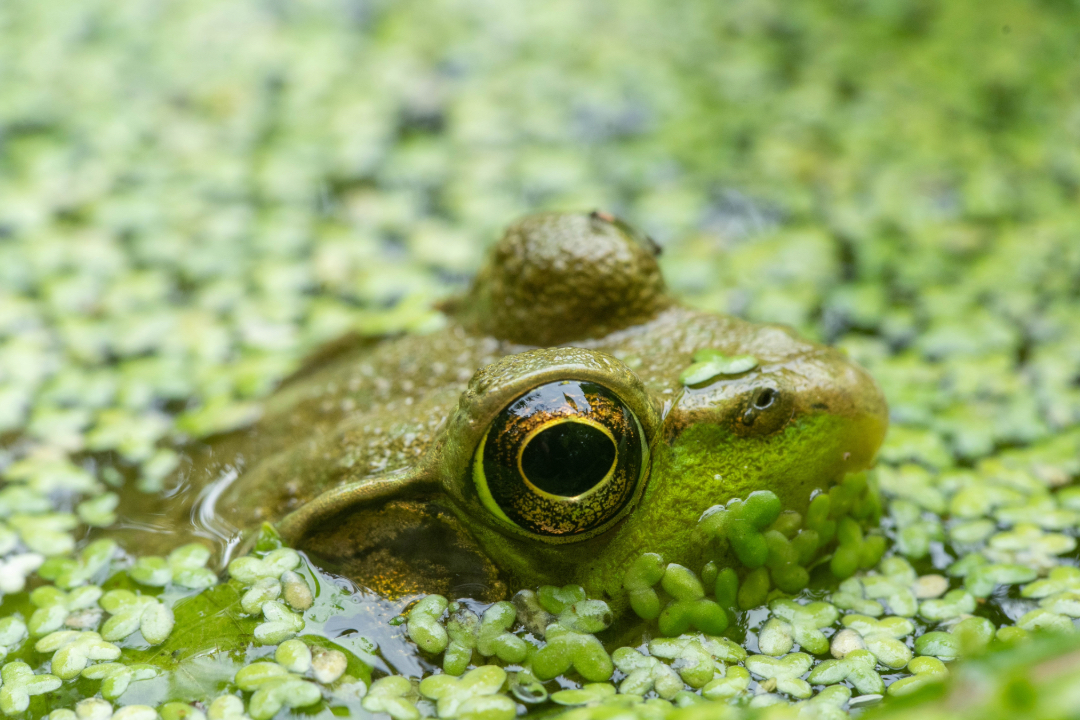 frog peeking up from a bog