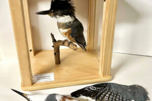 taxidermied Belted Kingfisher bird