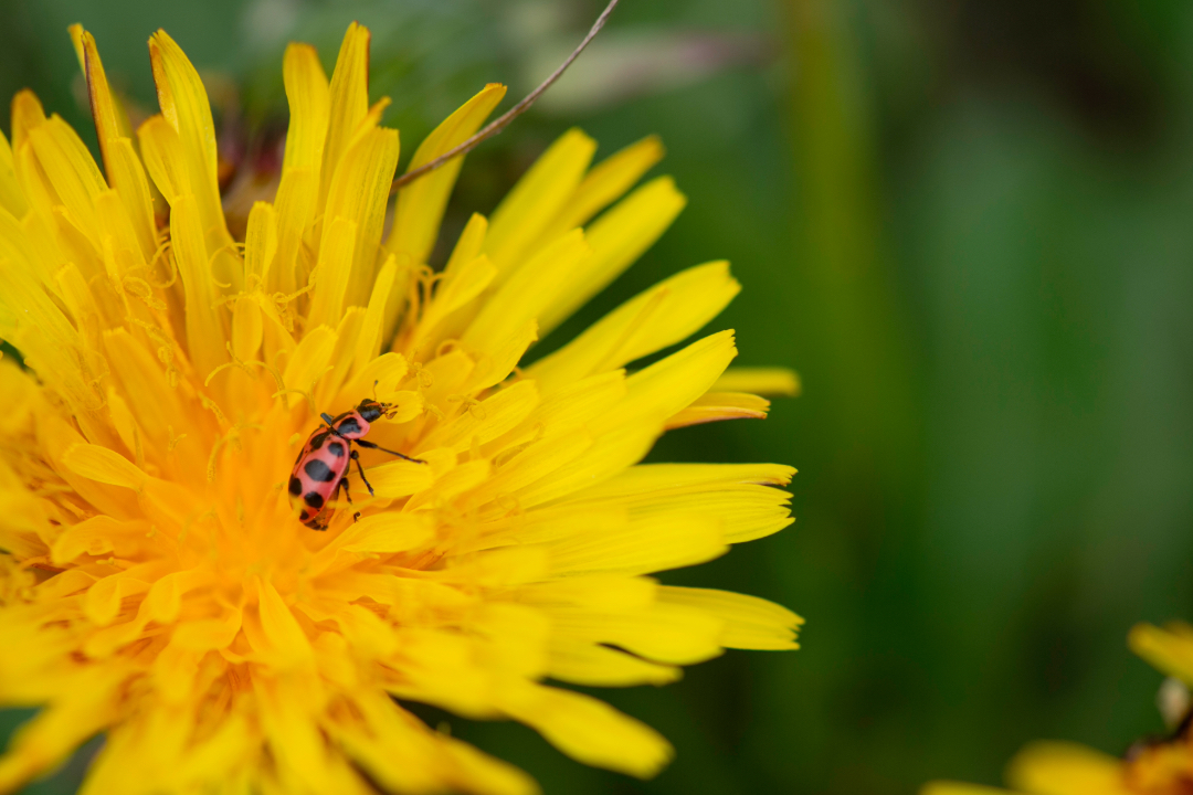 photo of a beetle on a flower