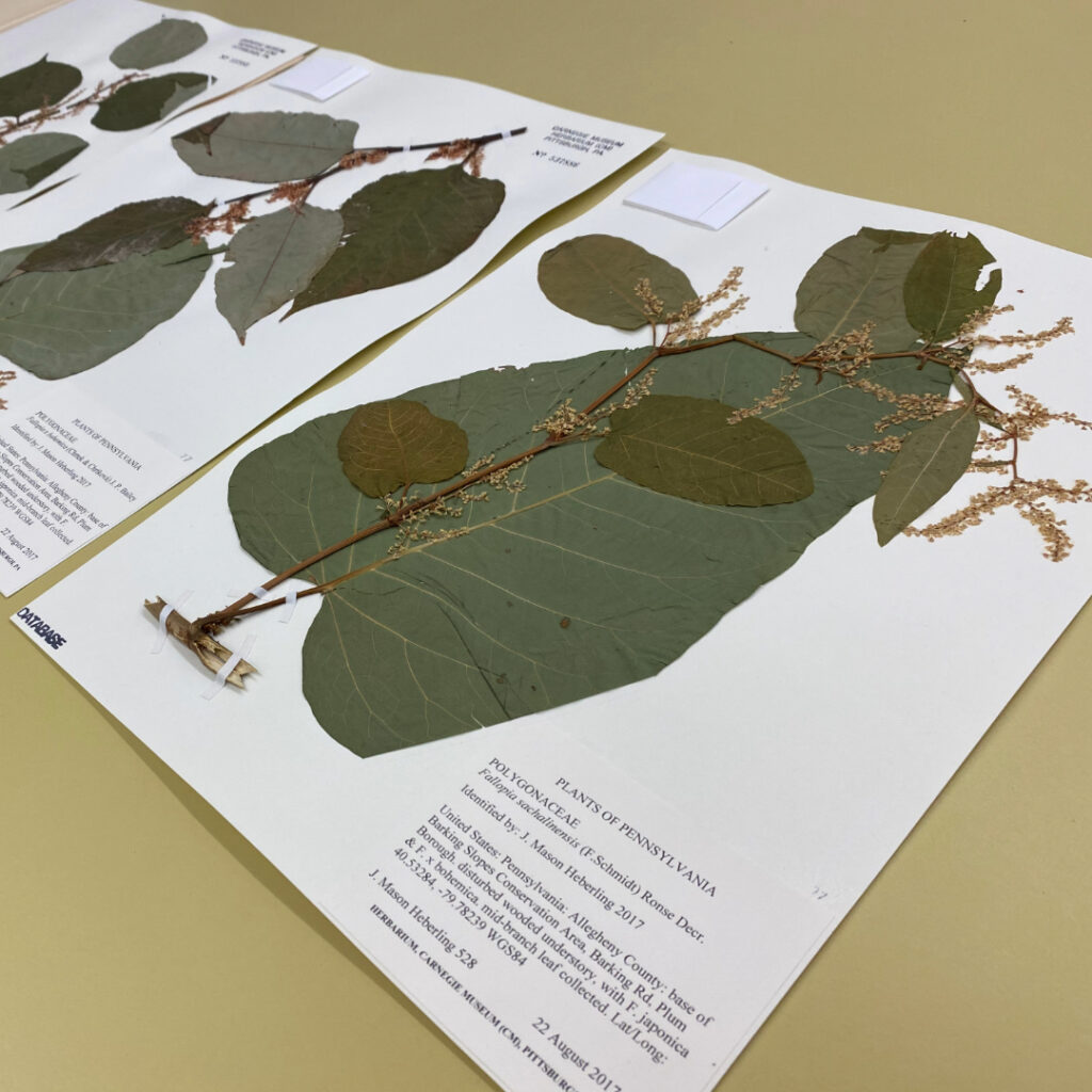 knotweed specimens