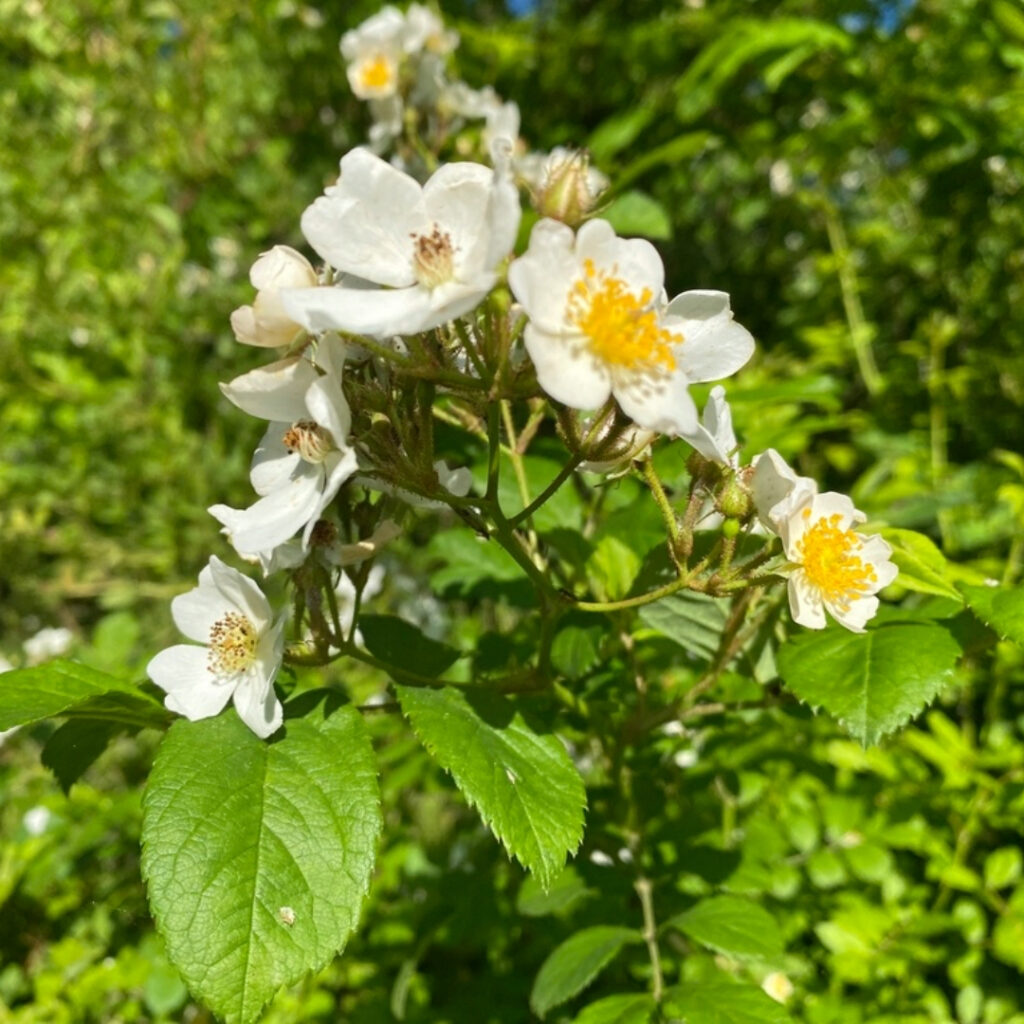 multiflora rose