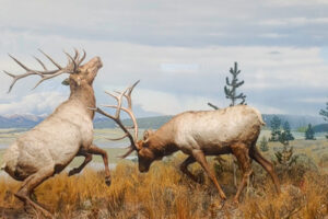taxidermied elk fighting diorama at the carnegie museum of natural history