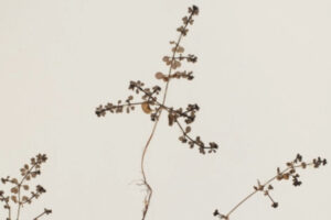 bedstraw preserved specimen