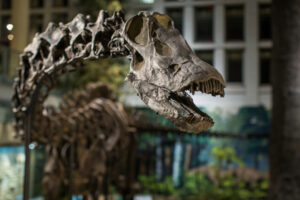 Diplodocus carnegii fossil skeleton