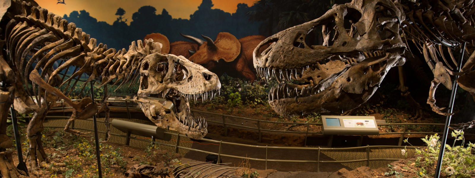 T. rex skeletons