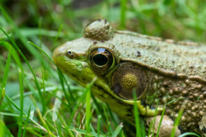 frog