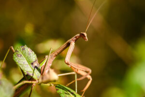 mantis