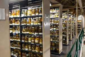 jars of preserved specimens on shelves