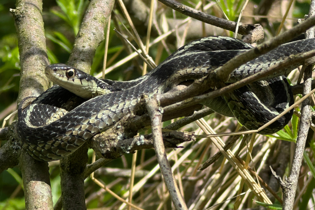 snake in grass