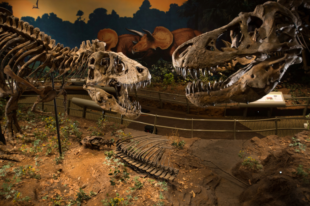 dinosaur bones