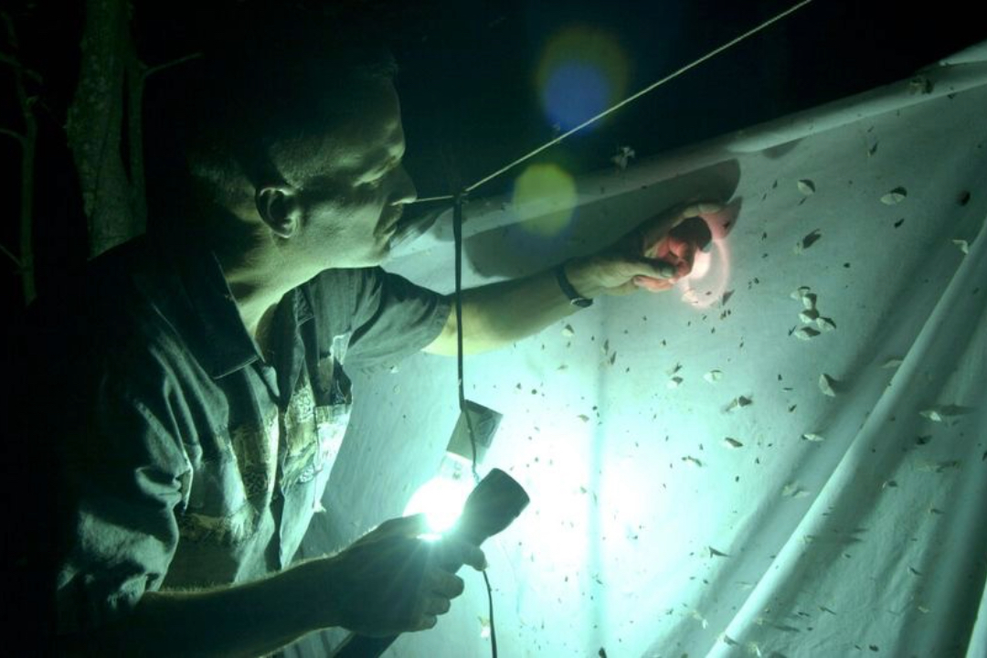 Jonathan Wagner at night looking at an insect sheet
