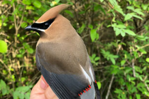 close-up of a cedar waxwing