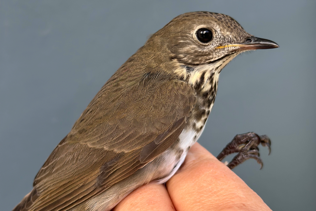 bicknell's thrush