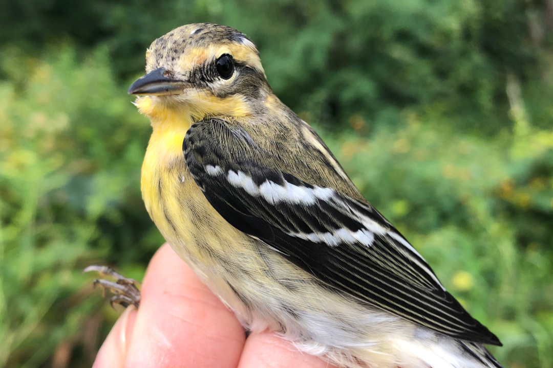 Blackburnian Warbler