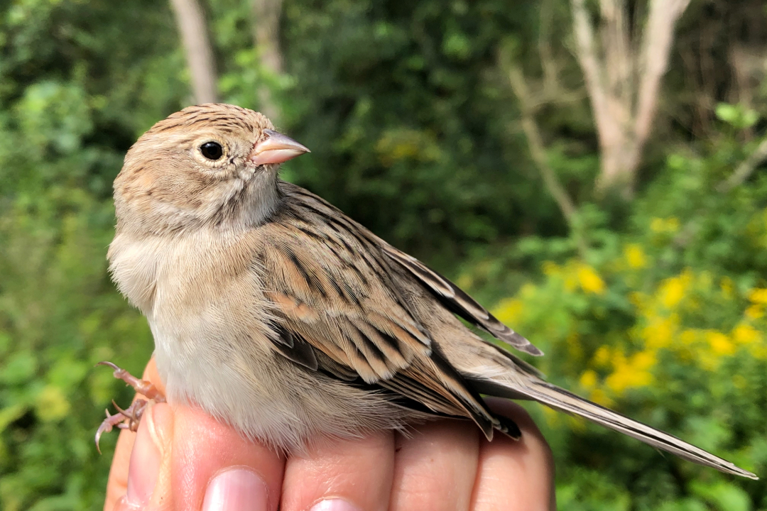 Brewer's Sparrow