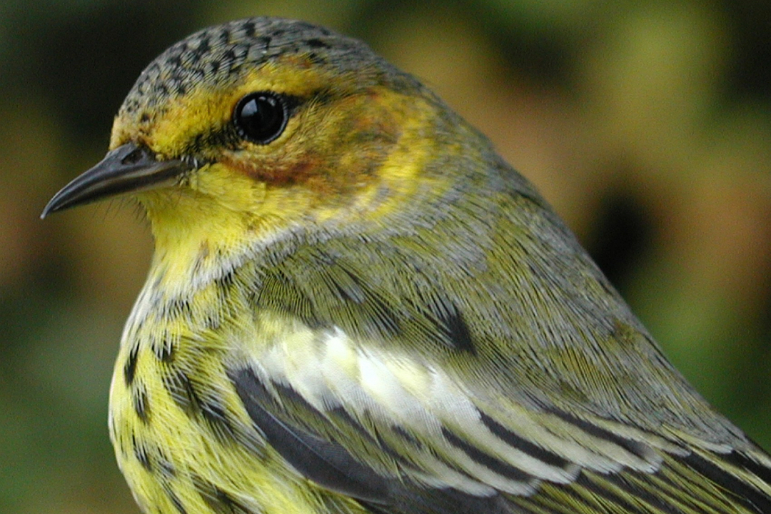 Cape May Warbler