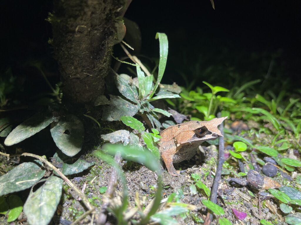horned frog in a lush green environment