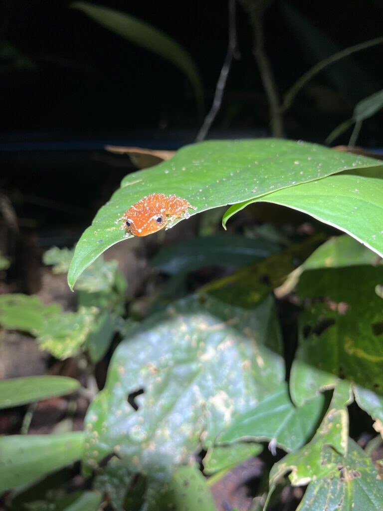 small orange frog on a large green leaf
