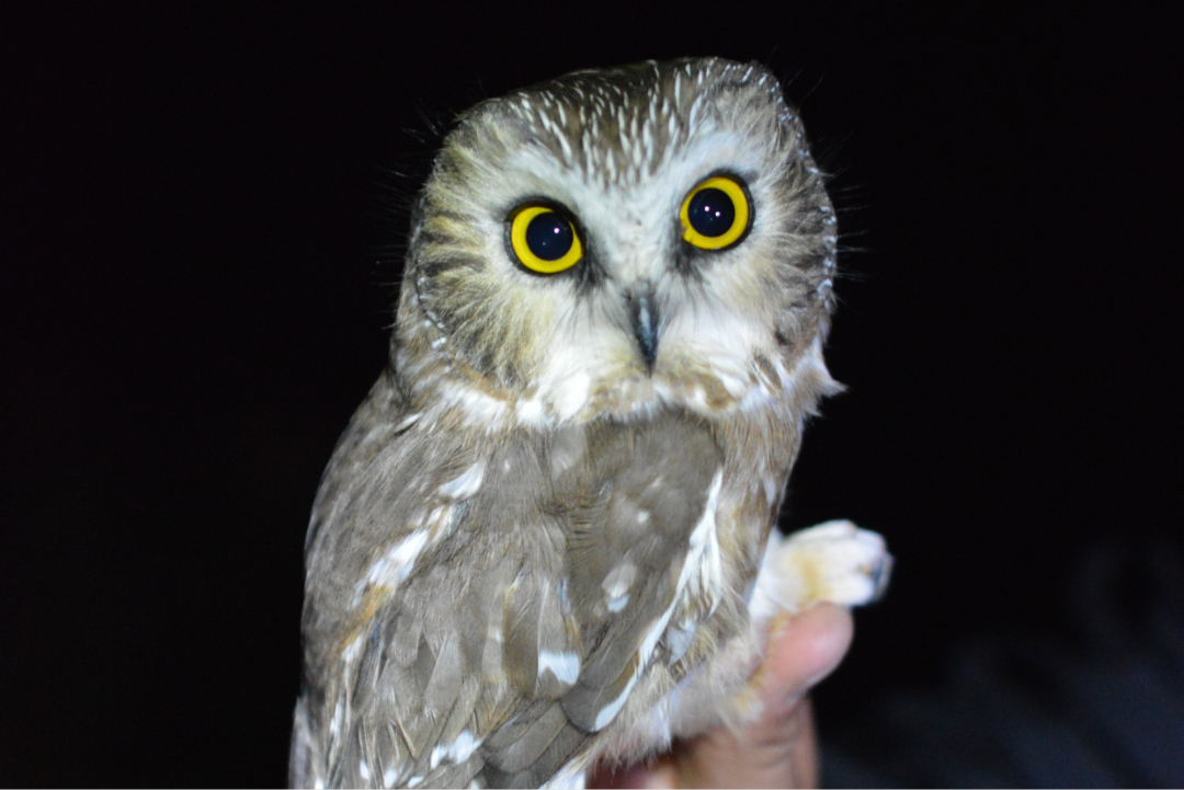 northern saw-whet owl