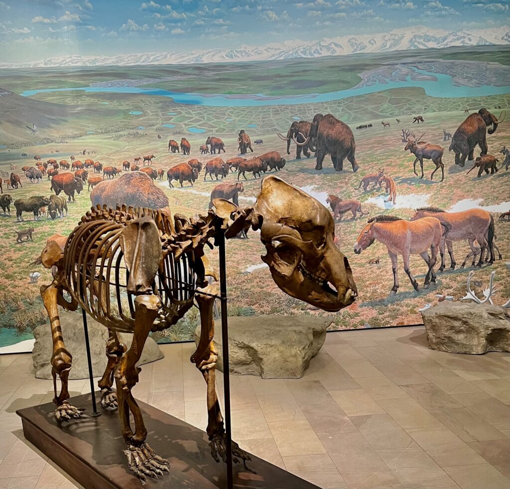 cave bear skeleton mount